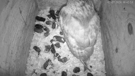 North Carolina Barn Owls Live Cam - Feb 7, 2026, 6:43pm EST