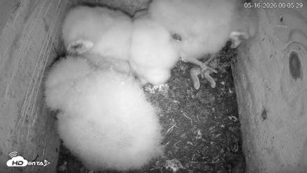 North Carolina Barn Owls Live Cam - May 16, 2026, 12:08am EDT