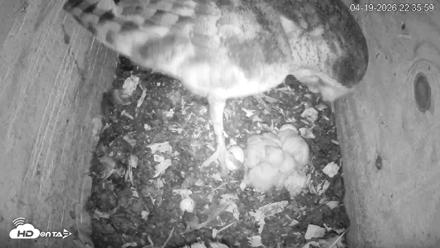 North Carolina Barn Owls Live Cam - Apr 19, 2026, 10:36pm EDT