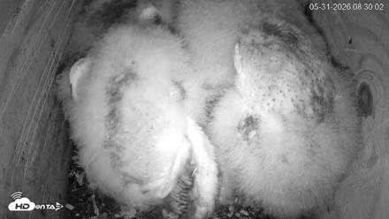 North Carolina Barn Owls Live Cam - May 31, 2026, 8:30am EDT