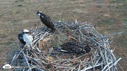 City of Loveland Ospreys Live Cam - Jul 9, 2026, 7:28am MDT