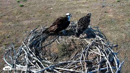 City of Loveland Ospreys Live Cam - Jul 15, 2026, 5:26pm MDT