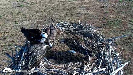 City of Loveland Ospreys Live Cam - Jul 11, 2026, 7:36am MDT