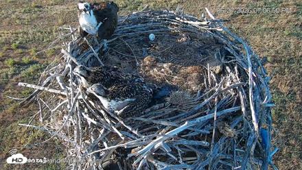City of Loveland Ospreys Live Cam - Jun 27, 2026, 7:07pm MDT