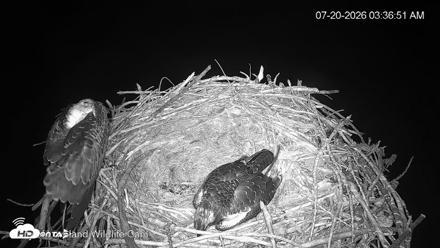 City of Loveland Ospreys Live Cam - Jul 20, 2026, 3:37am MDT