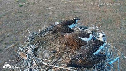 City of Loveland Ospreys Live Cam - Aug 2, 2026, 6:12pm MDT