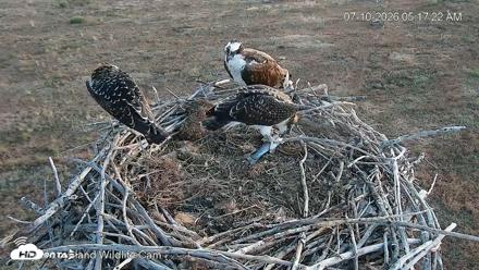 City of Loveland Ospreys Live Cam - Jul 10, 2026, 5:18am MDT