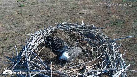 City of Loveland Ospreys Live Cam - Jul 10, 2026, 8:04am MDT