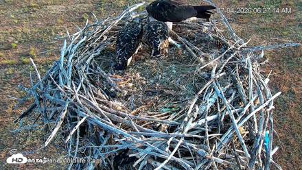 City of Loveland Ospreys Live Cam - Jul 4, 2026, 6:29am MDT