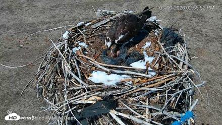 City of Loveland Ospreys Live Cam - May 6, 2026, 2:56pm MDT