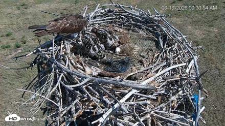 City of Loveland Ospreys Live Cam - Jun 19, 2026, 9:31am MDT