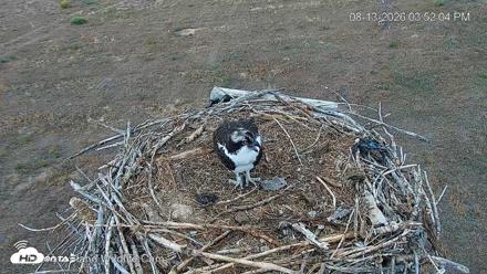 City of Loveland Ospreys Live Cam - Aug 13, 2026, 3:52pm MDT