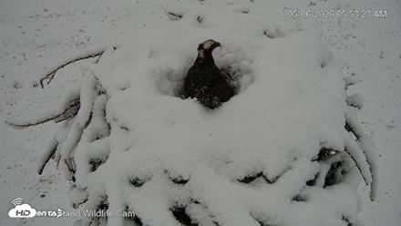 City of Loveland Ospreys Live Cam - May 6, 2026, 5:54am MDT