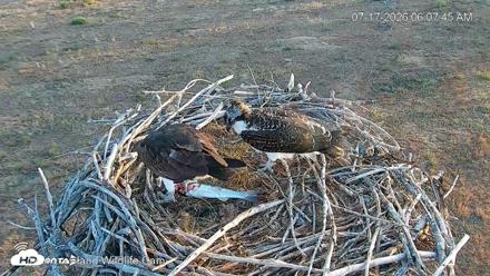 City of Loveland Ospreys Live Cam - Jul 17, 2026, 6:08am MDT