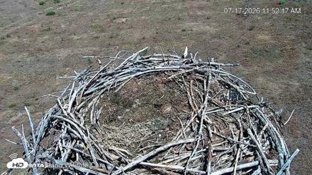 City of Loveland Ospreys Live Cam - Jul 17, 2026, 11:54am MDT