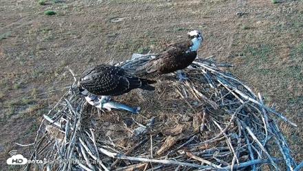 City of Loveland Ospreys Live Cam - Jul 27, 2026, 6:36pm MDT