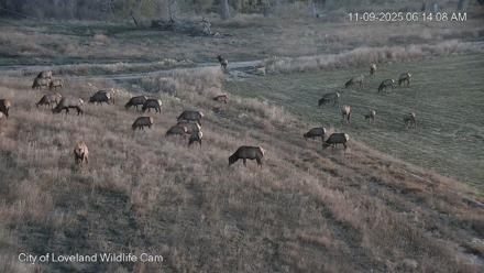 City of Loveland Ospreys Live Cam - Nov 9, 2025, 6:14am MST