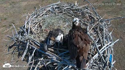 City of Loveland Ospreys Live Cam - Jul 5, 2026, 10:01am MDT