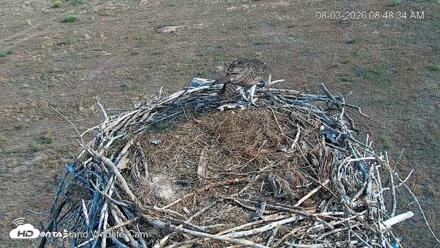 City of Loveland Ospreys Live Cam - Aug 3, 2026, 8:49am MDT