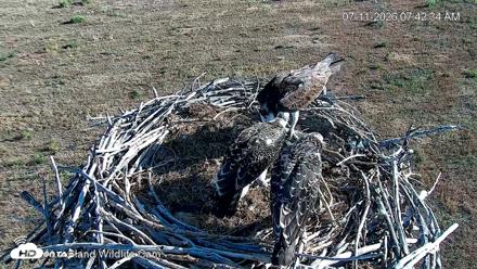 City of Loveland Ospreys Live Cam - Jul 11, 2026, 7:44am MDT
