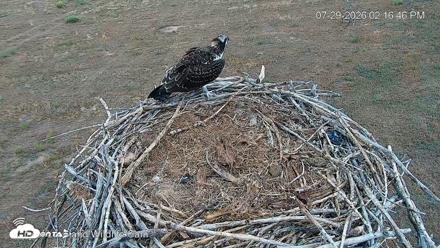 City of Loveland Ospreys Live Cam - Jul 29, 2026, 2:18pm MDT