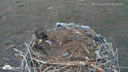 City of Loveland Ospreys Live Cam - Aug 19, 2026, 6:59pm MDT