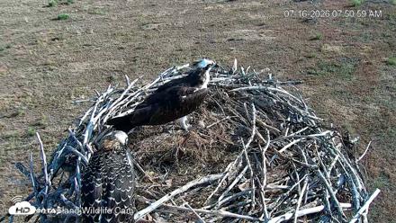 City of Loveland Ospreys Live Cam - Jul 16, 2026, 7:53am MDT