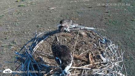 City of Loveland Ospreys Live Cam - Aug 18, 2026, 8:28am MDT