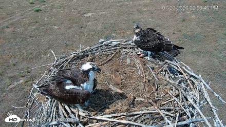 City of Loveland Ospreys Live Cam - Jul 29, 2026, 2:51pm MDT