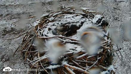 City of Loveland Ospreys Live Cam - May 5, 2026, 6:02pm MDT