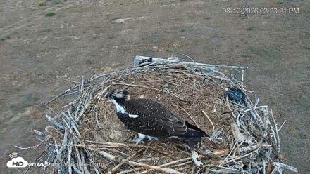 City of Loveland Ospreys Live Cam - Aug 12, 2026, 3:24pm MDT