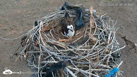 City of Loveland Ospreys Live Cam - Apr 22, 2026, 6:49am MDT