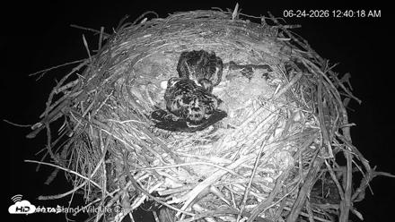 City of Loveland Ospreys Live Cam - Jun 24, 2026, 12:40am MDT