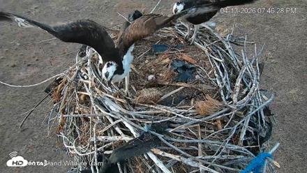 City of Loveland Ospreys Live Cam - Apr 13, 2026, 7:49pm MDT