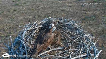 City of Loveland Ospreys Live Cam - Jul 16, 2026, 6:58am MDT