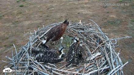 City of Loveland Ospreys Live Cam - Jul 7, 2026, 5:33am MDT