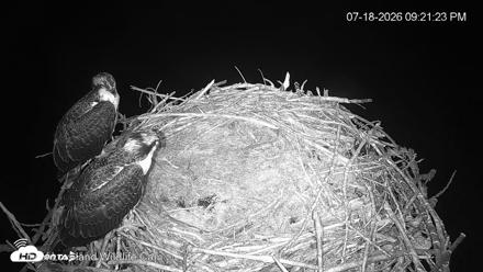 City of Loveland Ospreys Live Cam - Jul 18, 2026, 9:22pm MDT