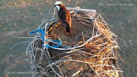 City of Loveland Ospreys Live Cam - Mar 21, 2026, 7:11am MDT