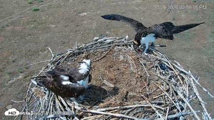 City of Loveland Ospreys Live Cam - Jul 29, 2026, 2:52pm MDT