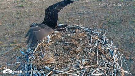 City of Loveland Ospreys Live Cam - Aug 7, 2026, 7:00am MDT