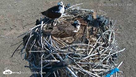 City of Loveland Ospreys Live Cam - Apr 24, 2026, 8:54am MDT