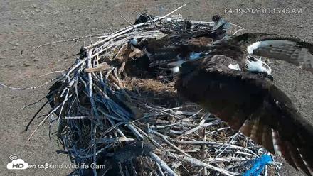 City of Loveland Ospreys Live Cam - Apr 19, 2026, 9:16am MDT