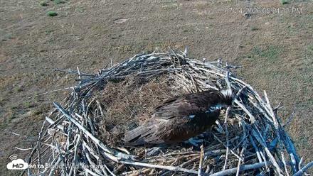 City of Loveland Ospreys Live Cam - Jul 24, 2026, 5:22pm MDT