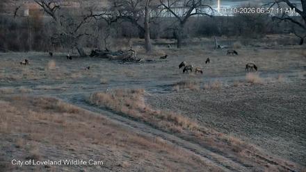 City of Loveland Ospreys Live Cam - Jan 10, 2026, 6:57am MST
