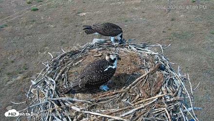 City of Loveland Ospreys Live Cam - Aug 4, 2026, 3:47pm MDT
