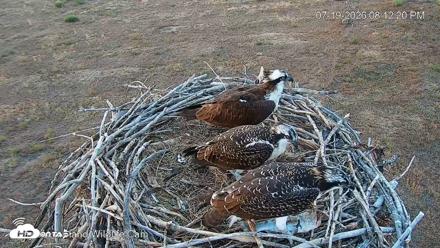 City of Loveland Ospreys Live Cam - Jul 19, 2026, 8:13pm MDT