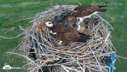 City of Loveland Ospreys Live Cam - Jun 3, 2026, 1:57pm MDT