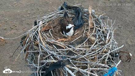 City of Loveland Ospreys Live Cam - Apr 22, 2026, 6:49am MDT