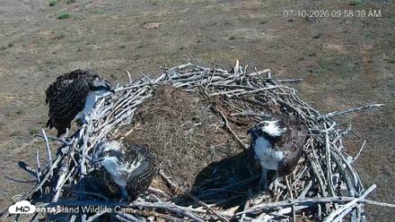 City of Loveland Ospreys Live Cam - Jul 10, 2026, 9:59am MDT