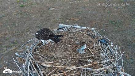 City of Loveland Ospreys Live Cam - Aug 15, 2026, 3:11pm MDT